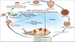 Fasciola hepatica [upl. by Coletta]