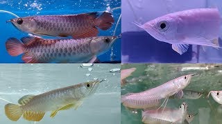 Arowana Fish Types at Farhat Fisheries Aquarium Fish Store [upl. by Kelsi]