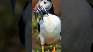 Why Puffin Bird 🕊️ Are So Intilegent 🗿 facts rehan shortsfeed shorts short [upl. by Hacceber]