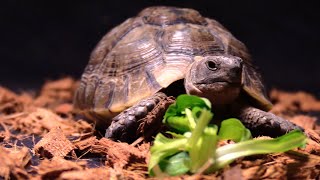 Portrait de la Testudo graeca tortue mauresque [upl. by Willow]