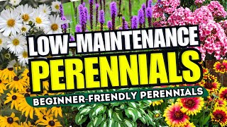 😍 Top 10 LowMaintenance Perennial Flowers ANYONE Can Grow  BeginnerFriendly 🌼💪 [upl. by Morrison]