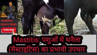 Single Shot Intramammary tubes Easy cure of Mastitis of one quarter थनैला कैसे ठीक करें एक बार में [upl. by Keavy]