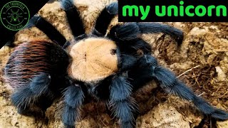 Golden Red Rump Tarantula Brachypelma albiceps Care amp Information [upl. by Stutman]