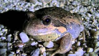 Australian Pobblebonk Banjo Frog HD [upl. by O'Neill]