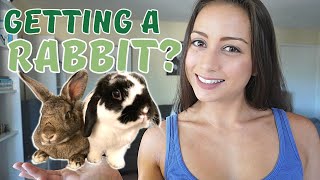 5 Things To Know BEFORE You Adopt A Rabbit  A brief beginner’s guide [upl. by Ennaihs]