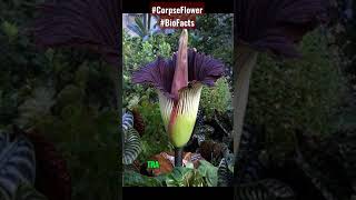 विश्व का सबसे बड़ा फूल  Corpse Flower  Shorts [upl. by Daas370]