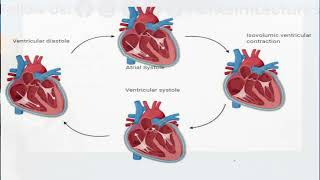 Cardiac Cycle  Cardiac Cycle Class 11 [upl. by Oiram]