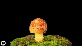 Plants Use An Internet Made of Fungus [upl. by Hillinck]