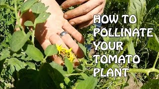 How To Pollinate Your Tomato Plant [upl. by Alistair698]