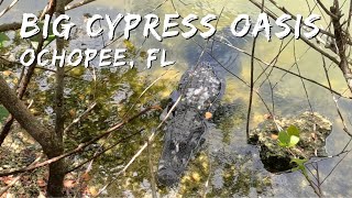 Alligator Spotting at Big Cypress Oasis Center [upl. by Voe]