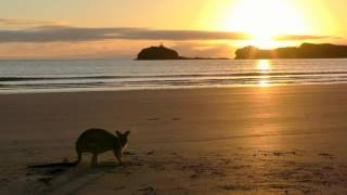 Wallaby on the beach in Australia [upl. by Sillaw448]