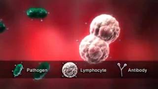 Lymphocytes  The Immune System [upl. by Oak]