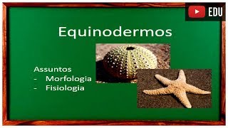 Aula de Equinodermos [upl. by Therine107]