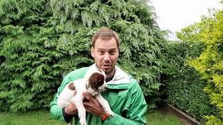 8 WEEK OLD SPRINGER SPANIEL PUPPIES [upl. by Sampson917]