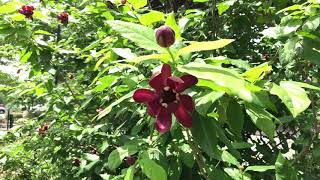 Learn to Grow Carolina Allspice [upl. by Inglis]