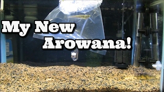 My New Arowana [upl. by Zeb]