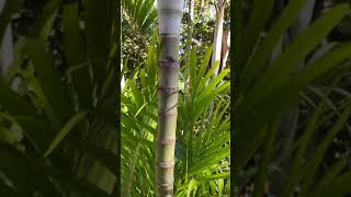 Dicas e cuidados da Areca Bambu shorts [upl. by Odnumde]