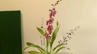 Oncidium Heaven Scent Sweet Baby [upl. by Epul]