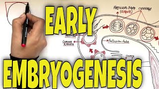 EMBRYONIC DEVELOPMENT TROPHOBLAST [upl. by Uy419]