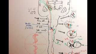 Neuroanatomie  Fasciculele Spinobulbare [upl. by Rome]