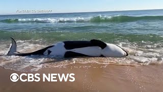 dead whale explodes on camera [upl. by Clothilde]