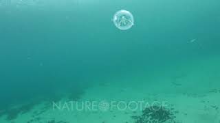 Female Phronima sedentaria hyperiid amphipod inside a salp [upl. by Tarsuss]