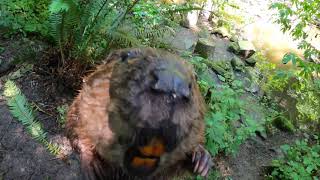 Adorable Beaver Crunches And Munches Snacks And Sticks [upl. by Abercromby]