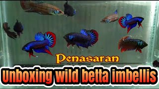 wild betta imbellisunboxing ternyata gini [upl. by Garson]