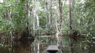 Floresta Amazônica em 4K Sul do Amapá [upl. by Ginnifer505]