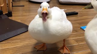 Our Pet White Call Duck Quacking Quacking [upl. by Tonye]