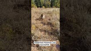 Mountain Lion encounter in Idahofyp wildlife [upl. by Aleras409]