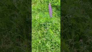 lupinus Lupinous season in Nl [upl. by Zahara]