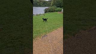 Patterdale terrier vs Ducks dog terrier minimayhem puppy dogtraining prey hunting obedience [upl. by Newob722]