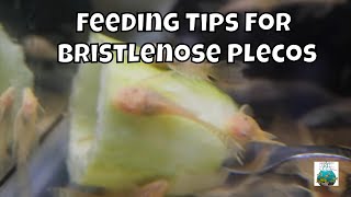 How to Feed Bristlenose Plecos [upl. by Lyall]