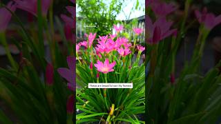 Rainlily Blooming Tips rainlilyflower shorts foryoupage gardening [upl. by Yelkrab]