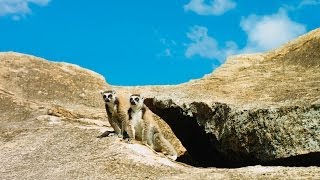 Island of Lemurs Madagascar  Official Trailer HD [upl. by Ylrad205]