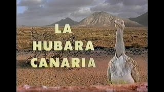 La Hubara Canaria [upl. by Modla]