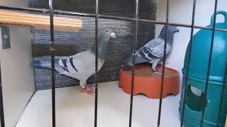 Moving Pairs Into Pigeon Breeding Boxes [upl. by Kilbride593]