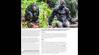 First lethal attacks by chimpanzees on gorillas observed [upl. by Iret116]