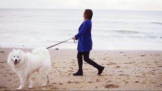 Samoyed Dog Walk Beach [upl. by Delanty]