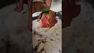 the process of drying flowers flowers flowerpreservation resinartindia [upl. by Aimat]