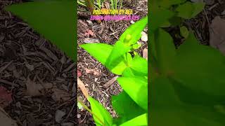 POLLINATION OF ZINIA BY BEE Edwin Williams sci res youtubeshorts nature edwinwilliams7767 [upl. by Haggai]