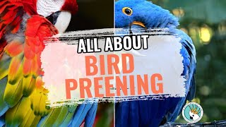 What You Need To Know About Bird Preening [upl. by Sukramaj]