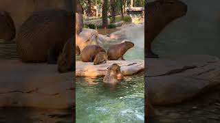 Capybaras playing in the watercapybara animal [upl. by Amarillis185]