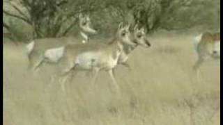 Pronghorn Antelope [upl. by Singband]