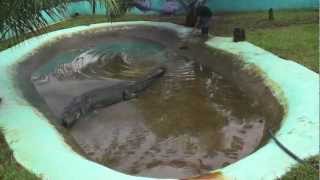 How captivity killed Lolong [upl. by Rafe710]