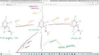 Catabolism of the carbon skeleton review [upl. by Tammany]