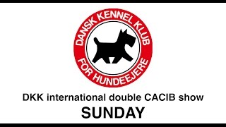 DKK  Double CACIB show  Sunday [upl. by Niatsirt]