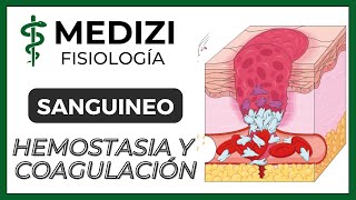 Clase 36 Fisiología Sanguínea  Hemostasia y coagulación Plaquetas IGdoctorpaiva [upl. by Nneb]