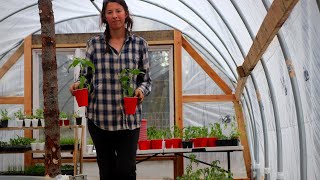 Potatoes Perennials amp Trellises  Planting in the Garden [upl. by Zachery]